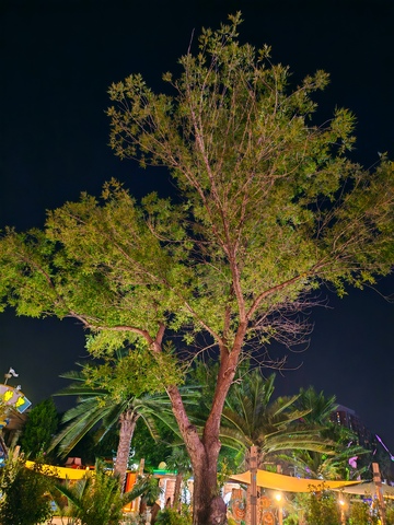 夜景， 欢乐谷，灯光秀，4