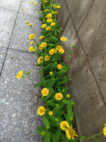 路边，绿色植物，小花