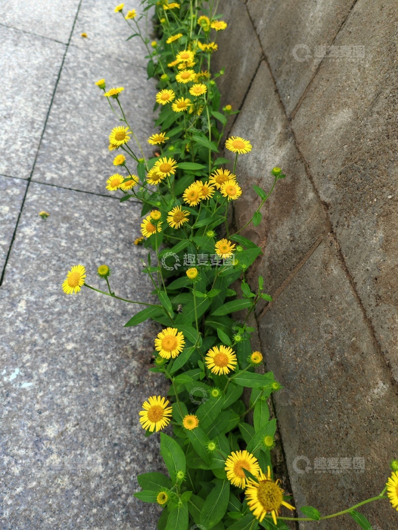 路边，绿色植物，小花