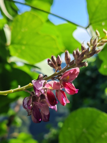 路边，绿色植物，小花1