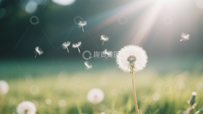 高清大图下载【趣麦麦图】蒲公英飘散阳光治愈田园3
