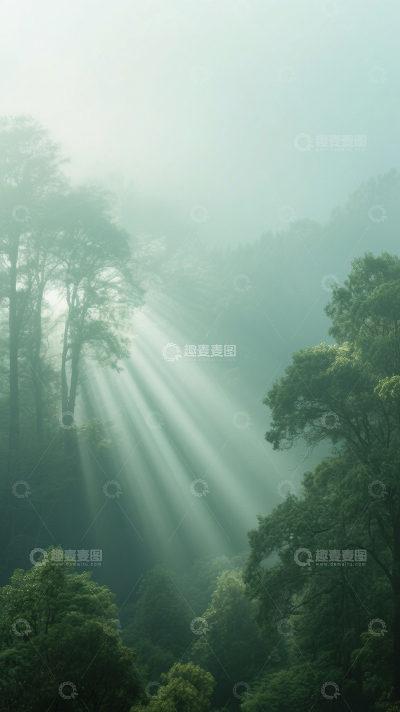 高清大图下载【趣麦麦图】林间雾霭清新治愈诗意3