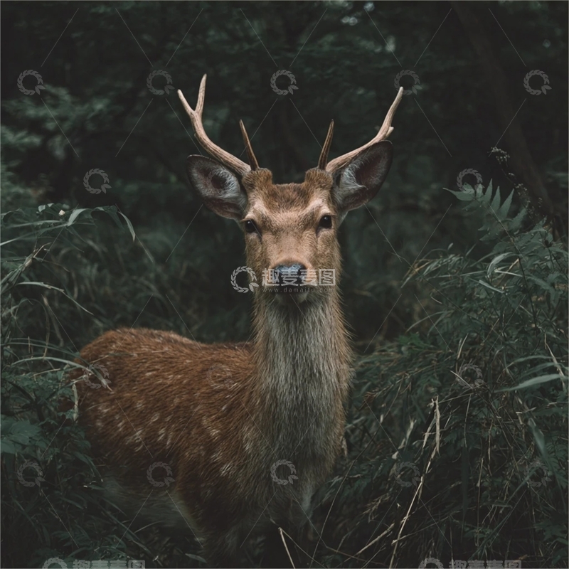 高清大图下载【趣麦麦图】树林深处的鹿