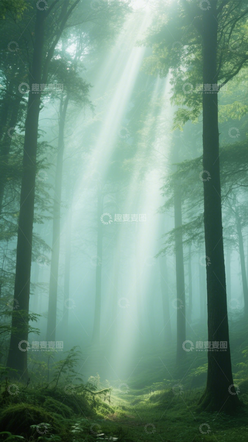 高清大图下载【趣麦麦图】林间雾霭清新治愈诗意1