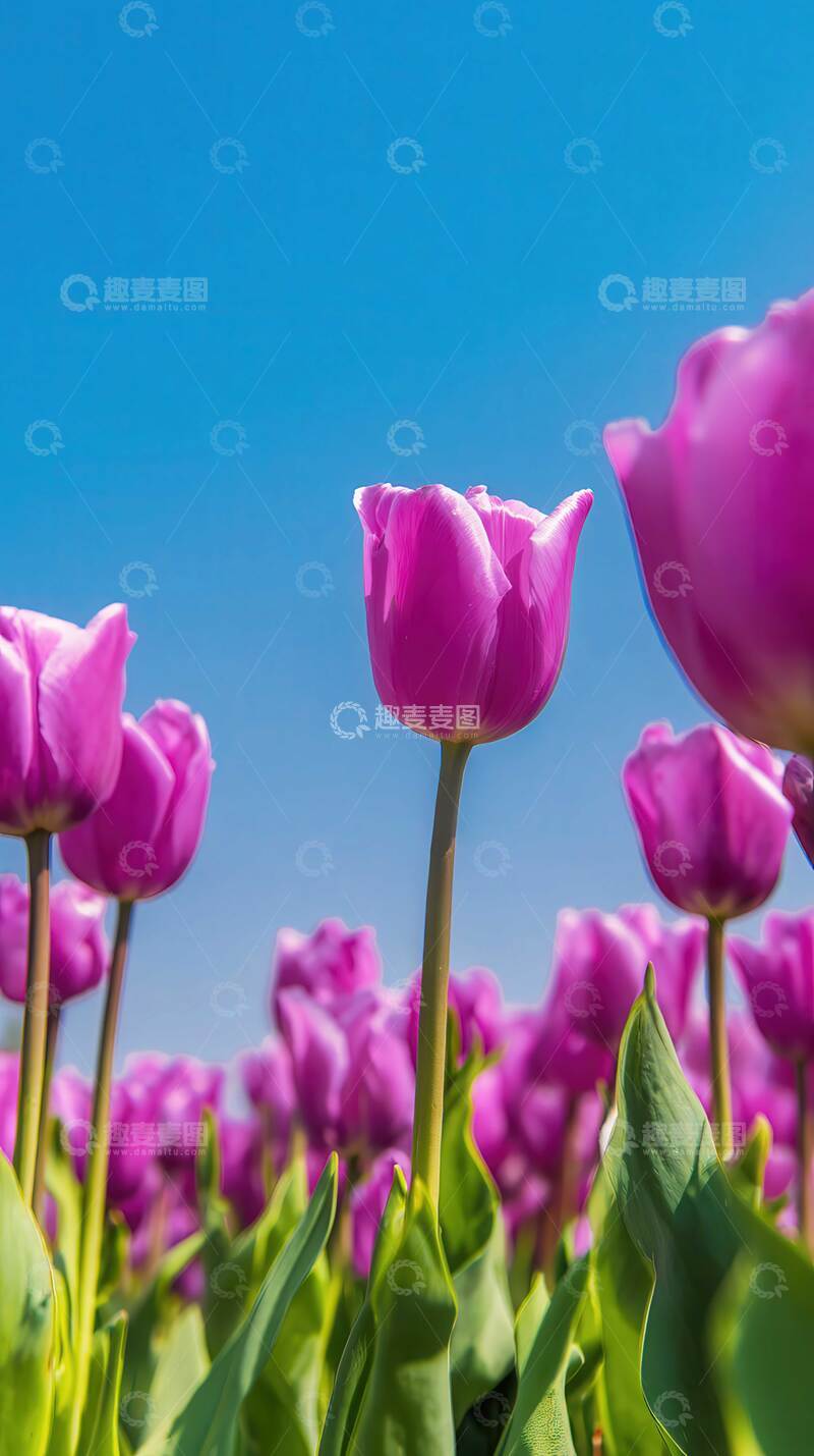高清大图下载【趣麦麦图】郁金香  流霞  玺章