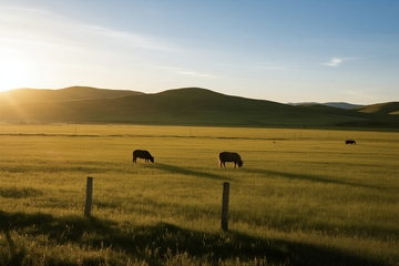 日出牛羊在草原上吃草