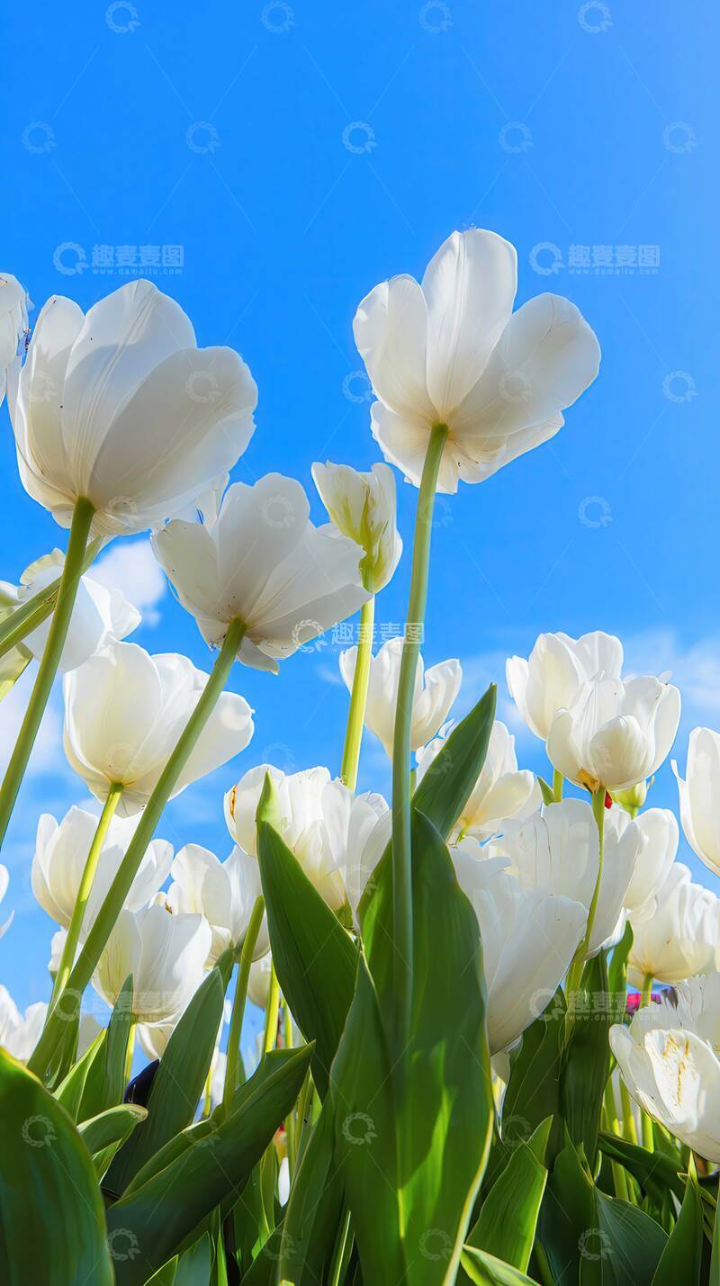 高清大图下载【趣麦麦图】郁金香  玉杯  炽情