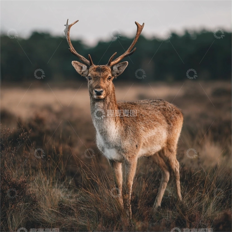 高清大图下载【趣麦麦图】秋季草原野生动物