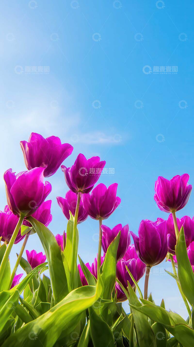 高清大图下载【趣麦麦图】郁金香  玺章  晴霓