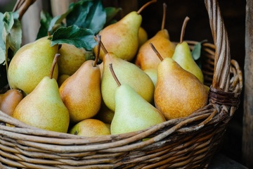 一篮子美味的梨