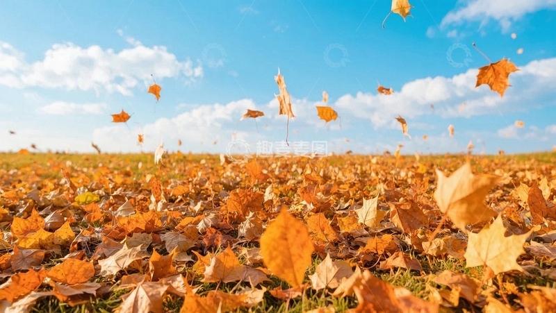 高清大图下载【趣麦麦图】秋天笔下的枫叶林04