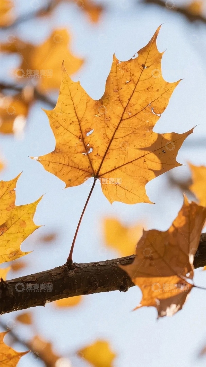 高清大图下载【趣麦麦图】秋天笔下的枫叶林01