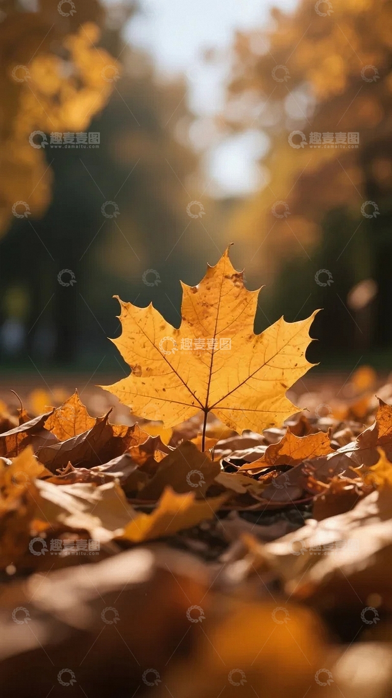 高清大图下载【趣麦麦图】秋天笔下的枫叶林03