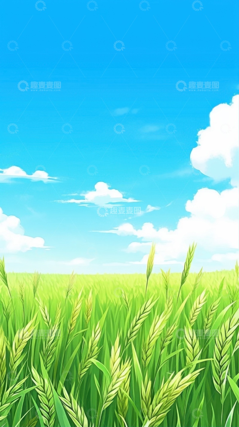 高清大图下载【趣麦麦图】夏季蓝天白云青色小麦背景