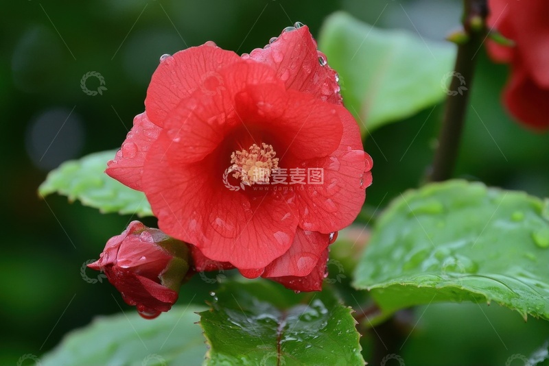 高清大图下载【趣麦麦图】盛开的一朵大红色花卉