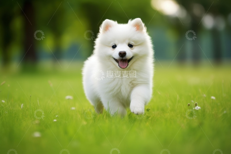 高清大图下载【趣麦麦图】草地上行走的小白狗