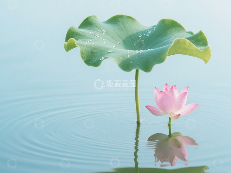 高清大图下载【趣麦麦图】粉色荷花香飘飘