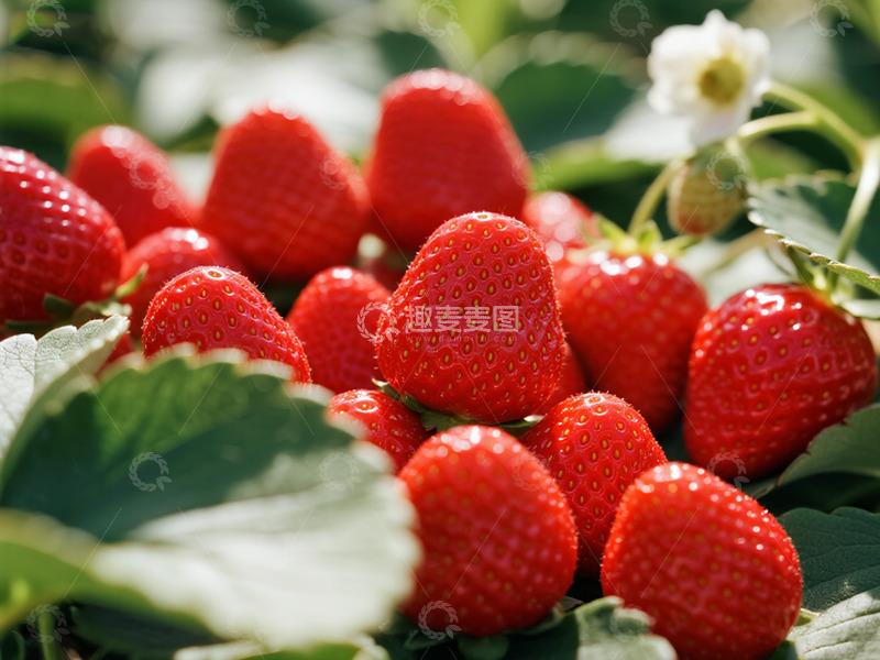 高清大图下载【趣麦麦图】草莓摄影图片1