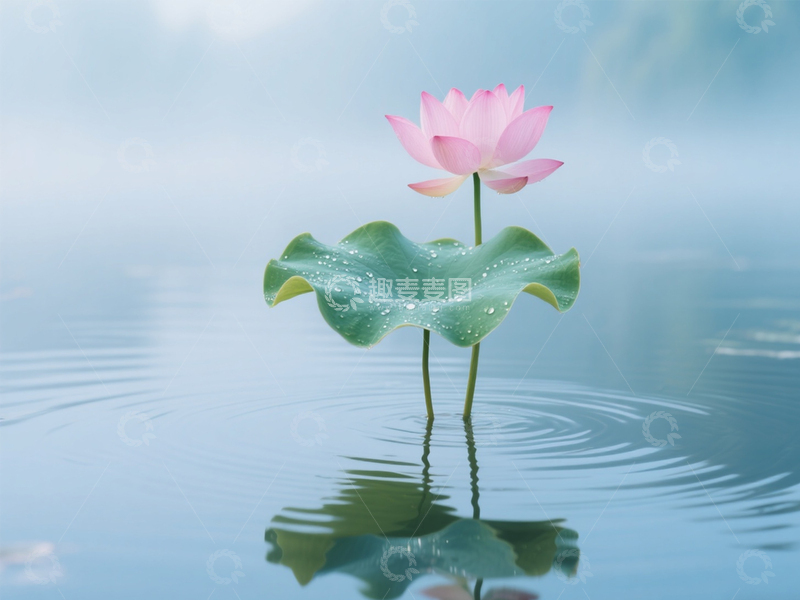 高清大图下载【趣麦麦图】盛开的荷花香