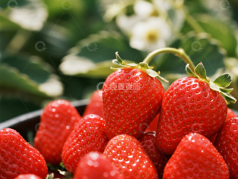 高清大图下载【趣麦麦图】草莓摄影图片7