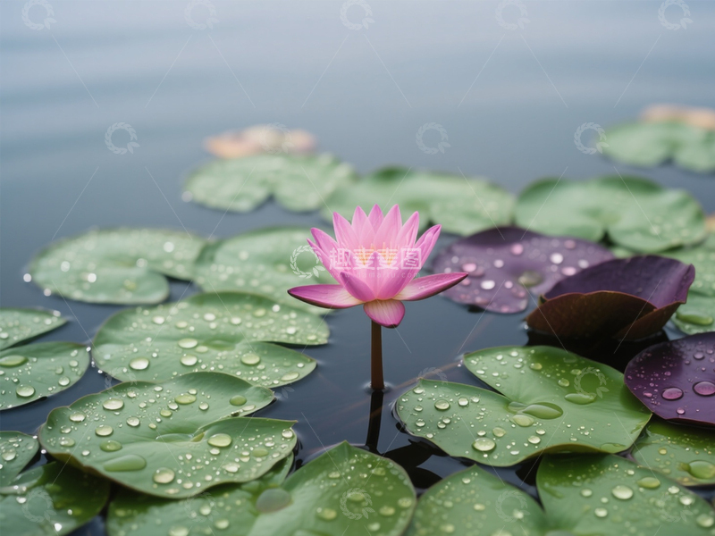高清大图下载【趣麦麦图】莲花莲叶好风景