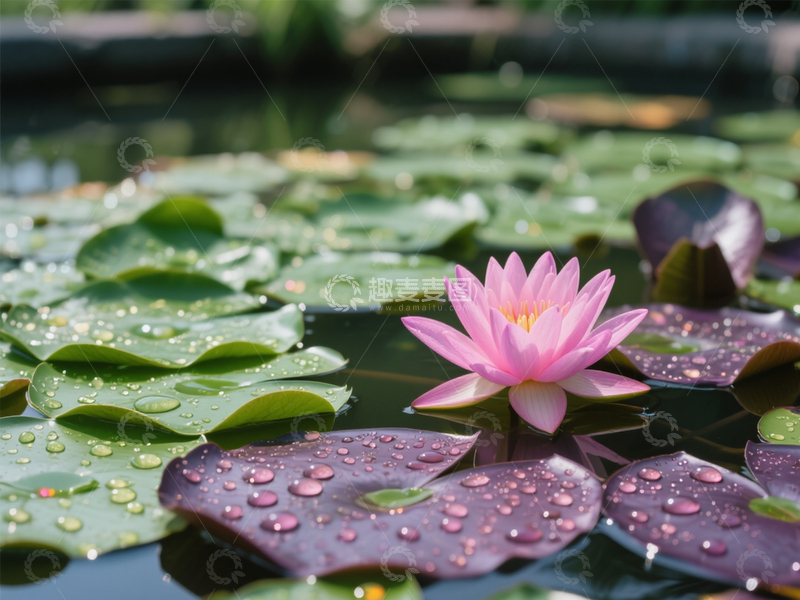 高清大图下载【趣麦麦图】粉色莲花美景