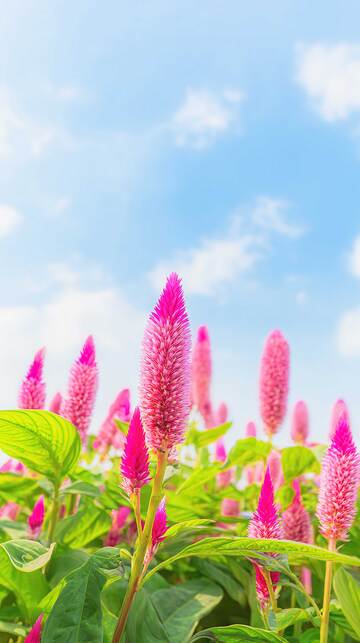 鸡冠花  朱冠  胜冠 