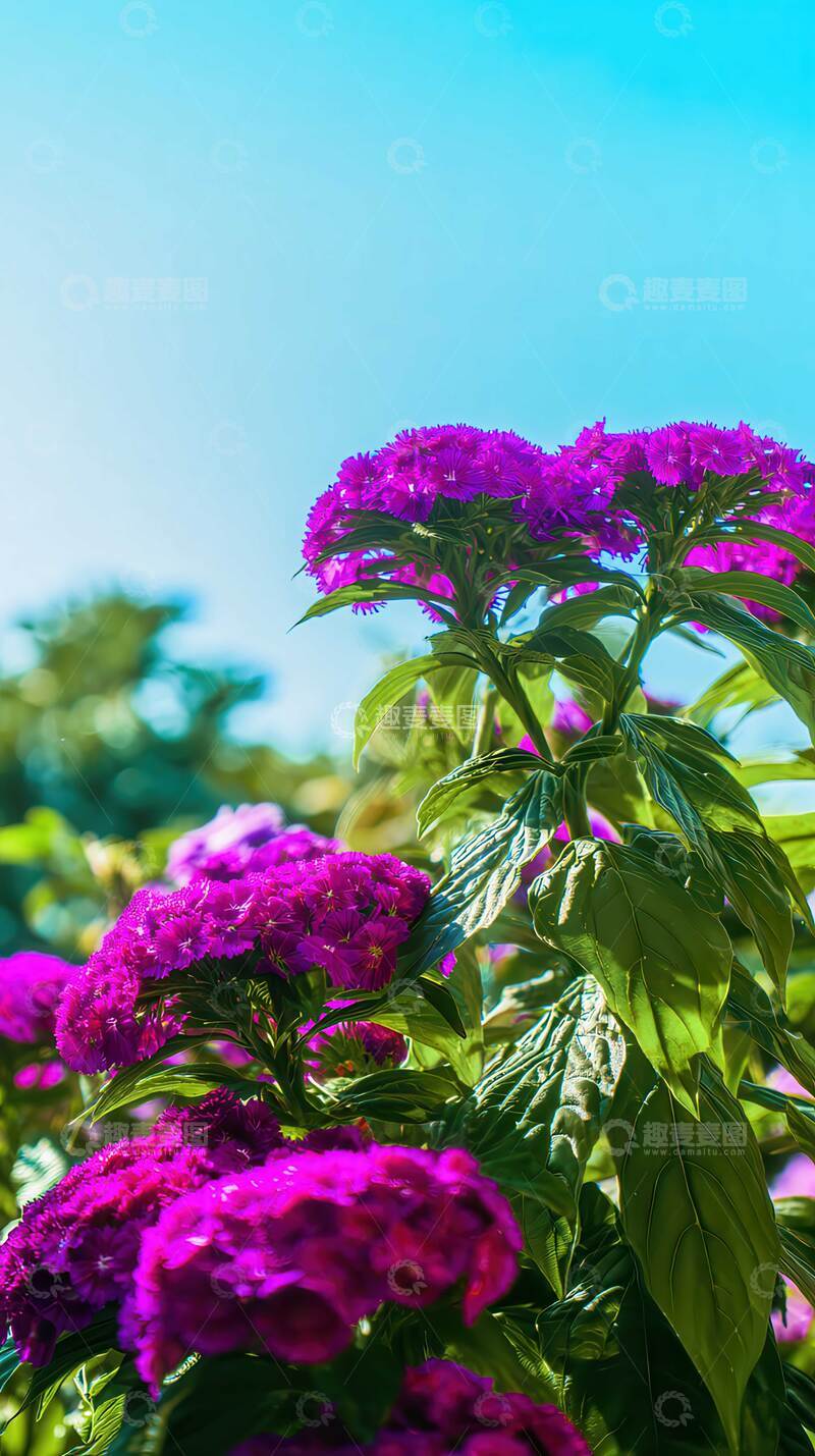 高清大图下载【趣麦麦图】鸡冠花  冠冕  丹心