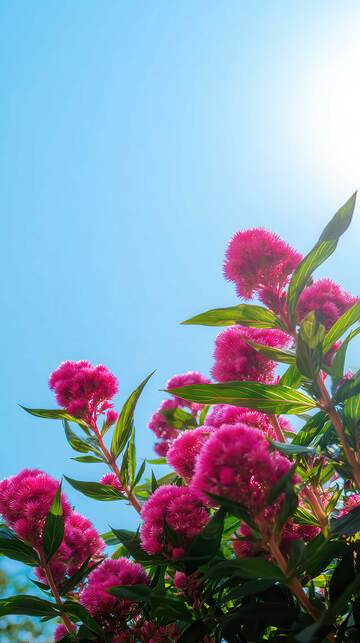 鸡冠花  朱冠  绒炬  