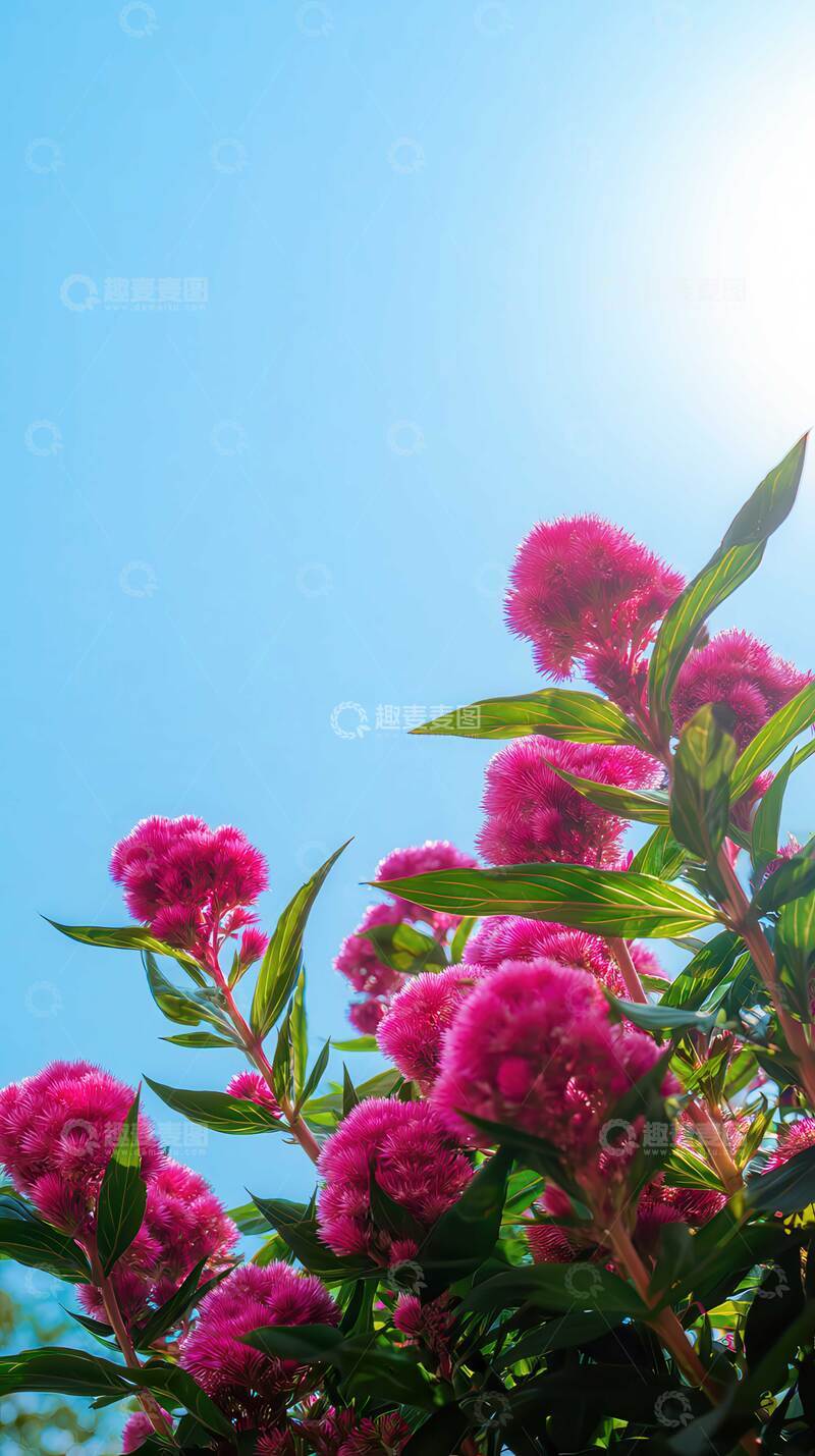 鸡冠花  朱冠  绒炬  