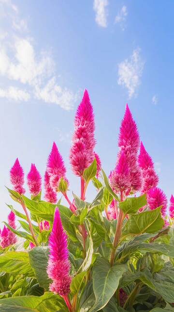 鸡冠花  朱冠  灼灼 