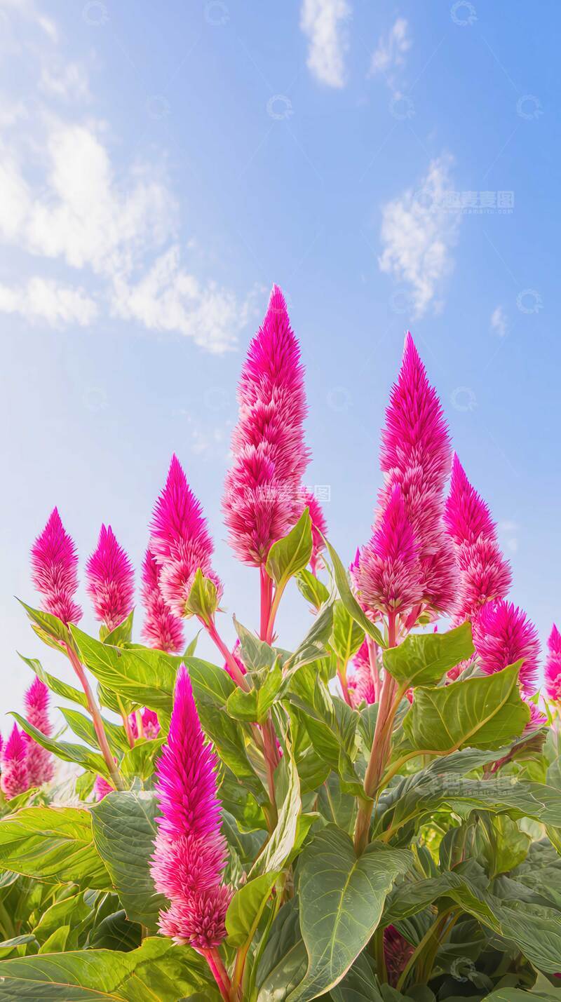 鸡冠花  朱冠  灼灼 