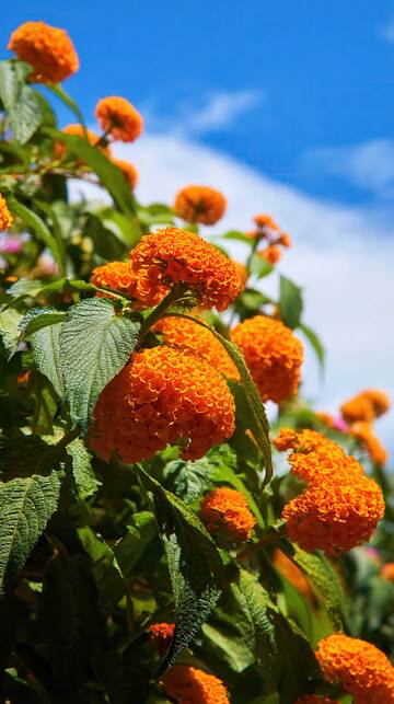 鸡冠花  炎翎  绛羽 