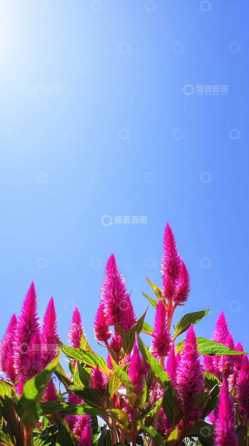 鸡冠花  丹冠  红绸  