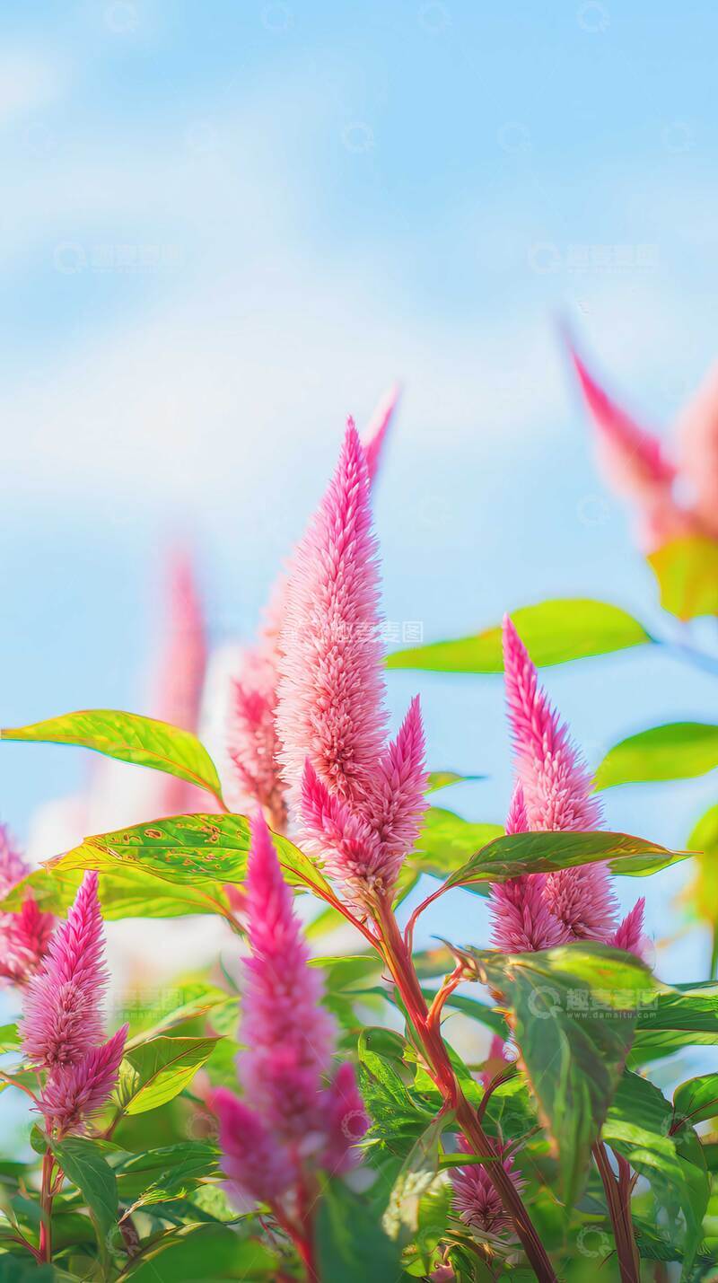 高清大图下载【趣麦麦图】鸡冠花  赤焰   紫冠  