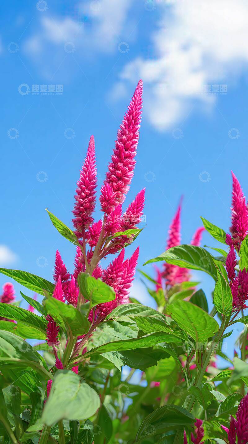 鸡冠花  丹冠  斗志   