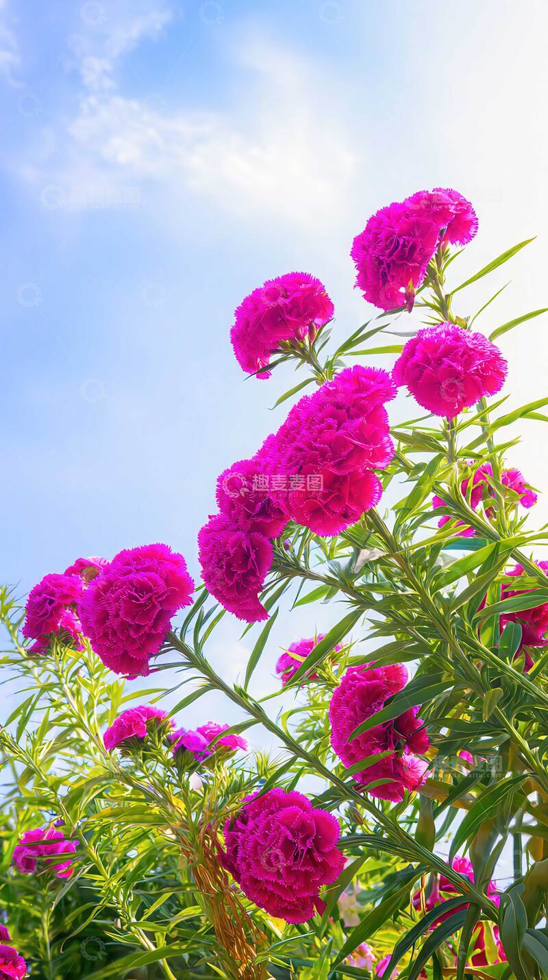 高清大图下载【趣麦麦图】鸡冠花  丹冠  赛锦 