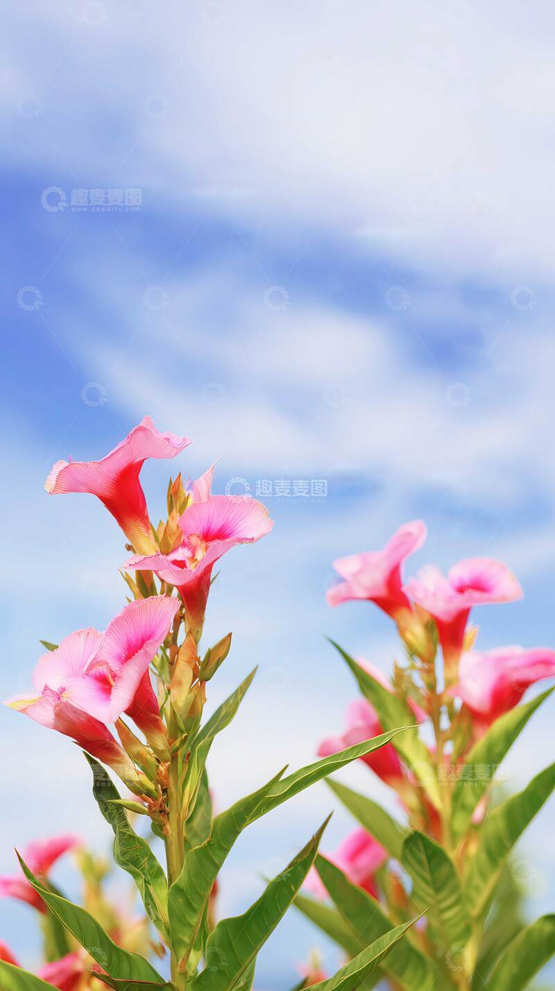 高清大图下载【趣麦麦图】花  赤焰   烈艳  