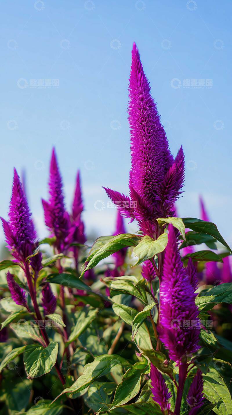 高清大图下载【趣麦麦图】鸡冠花  冠冕  赤云