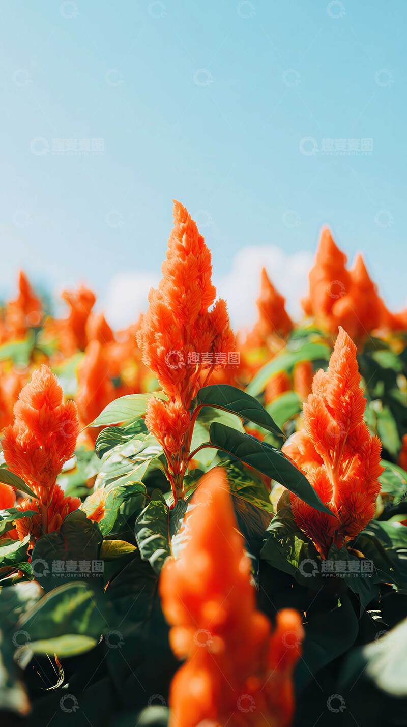 高清大图下载【趣麦麦图】鸡冠花  朱冠  赤缨 