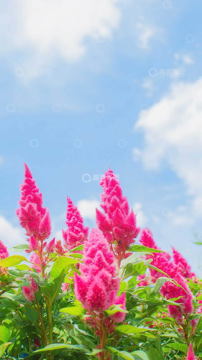 鸡冠花  丹冠  锦冠  