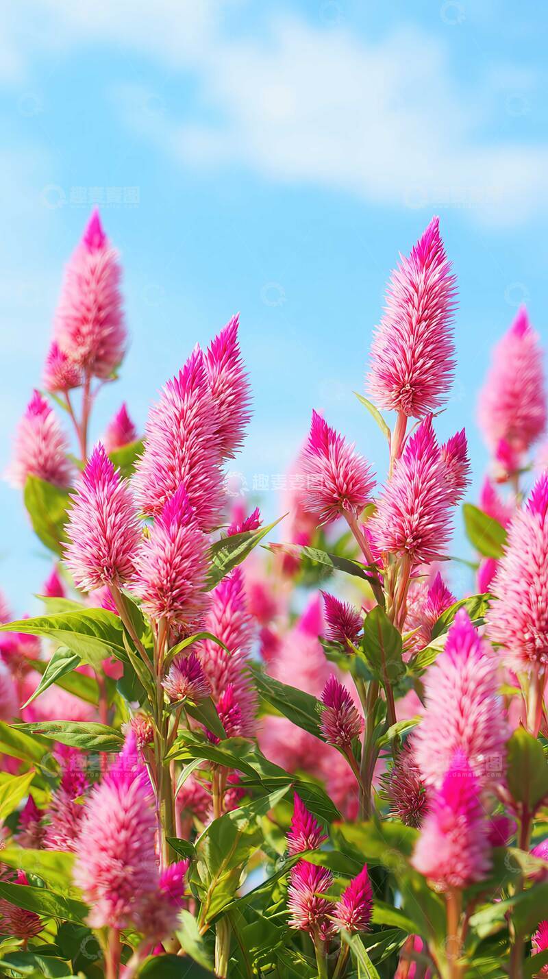 鸡冠花  喧闹  炬焰  