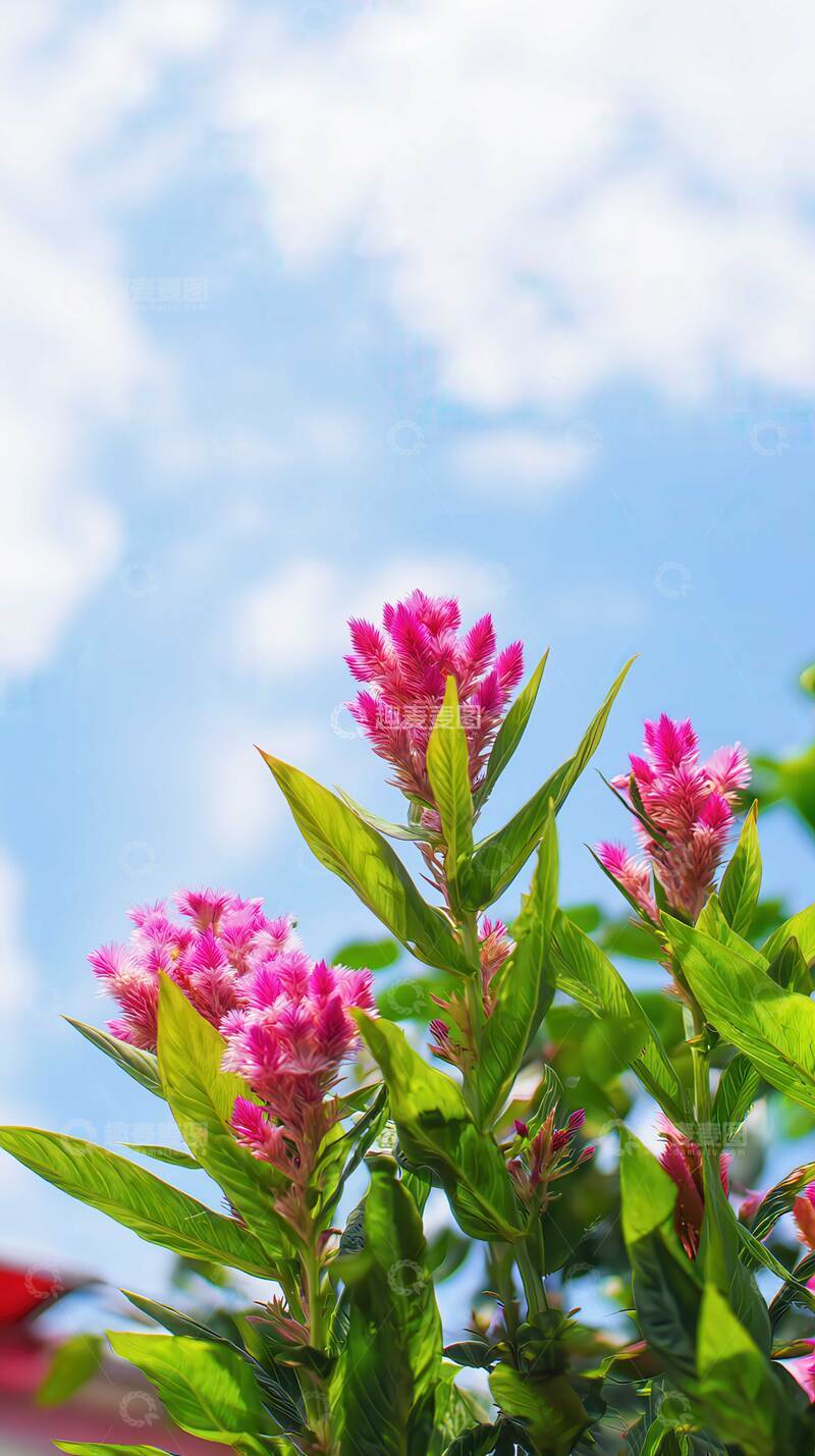 高清大图下载【趣麦麦图】鸡冠花  朱冠  绯扇 