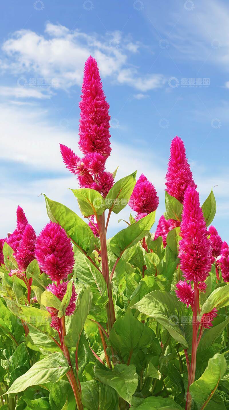 高清大图下载【趣麦麦图】鸡冠花  赤焰   绒冠  