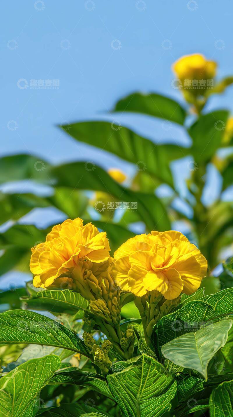 高清大图下载【趣麦麦图】鸡冠花  焰冠  绛焰 