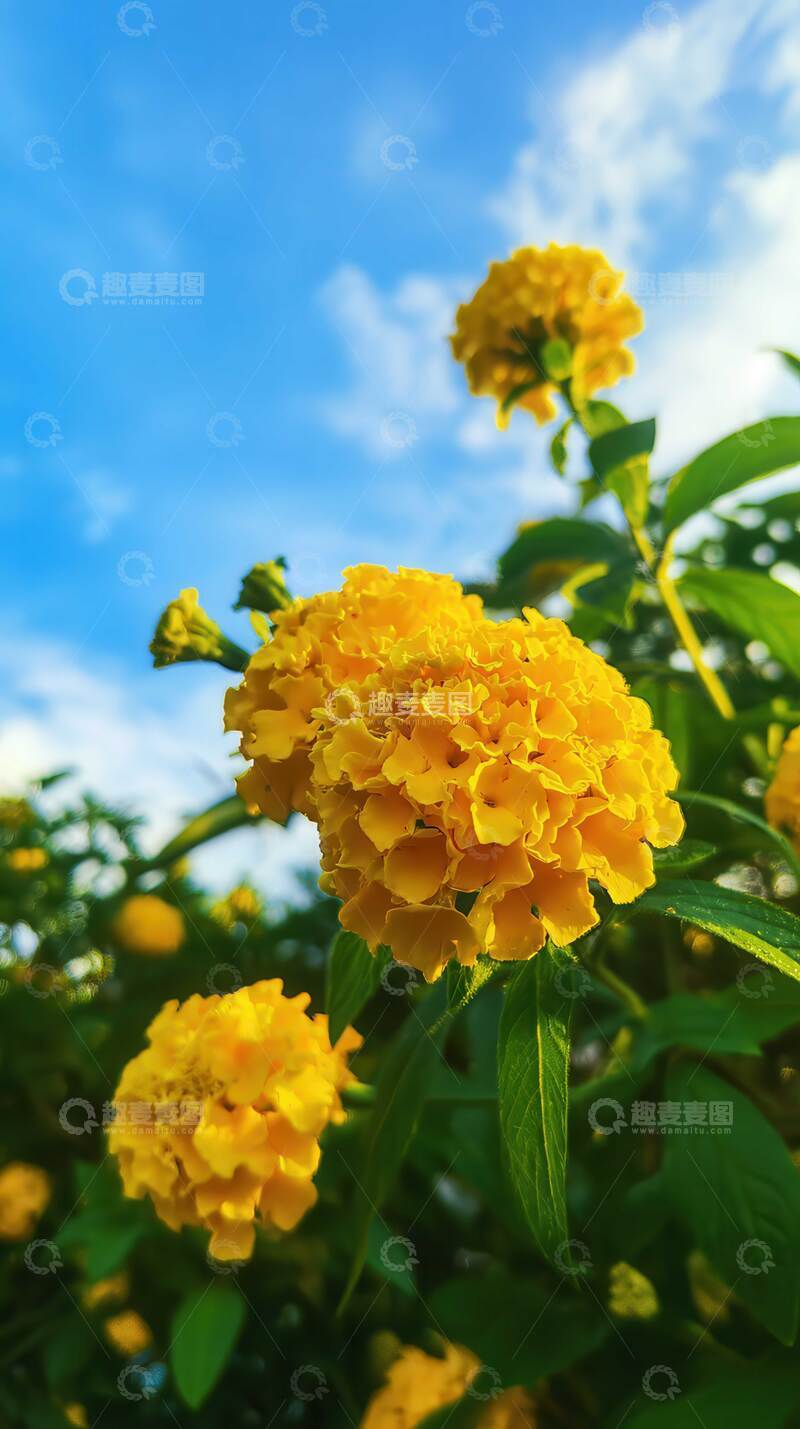 高清大图下载【趣麦麦图】花  赤翎 灼旌  