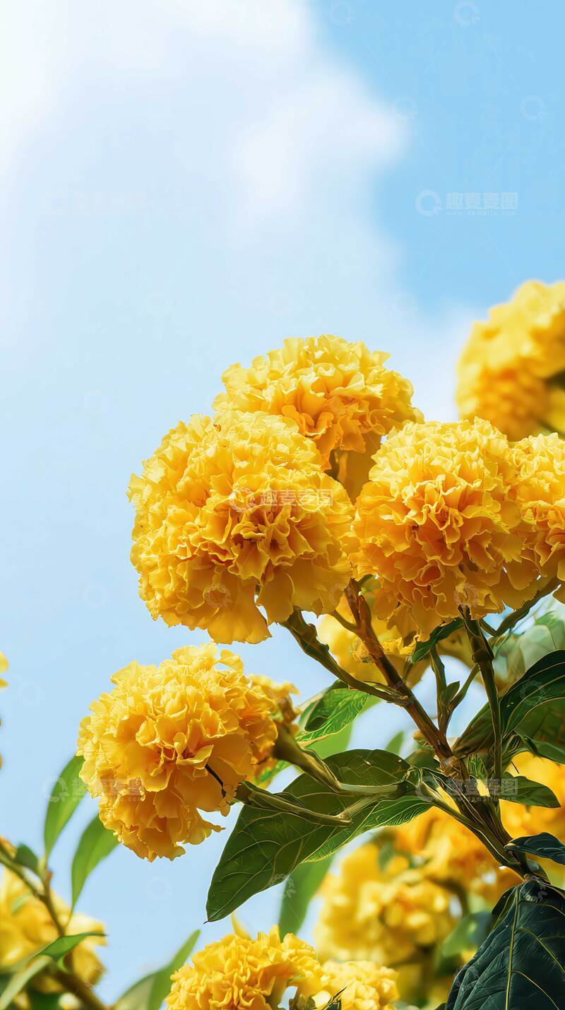 高清大图下载【趣麦麦图】鸡冠花  荣旌  赤绣 