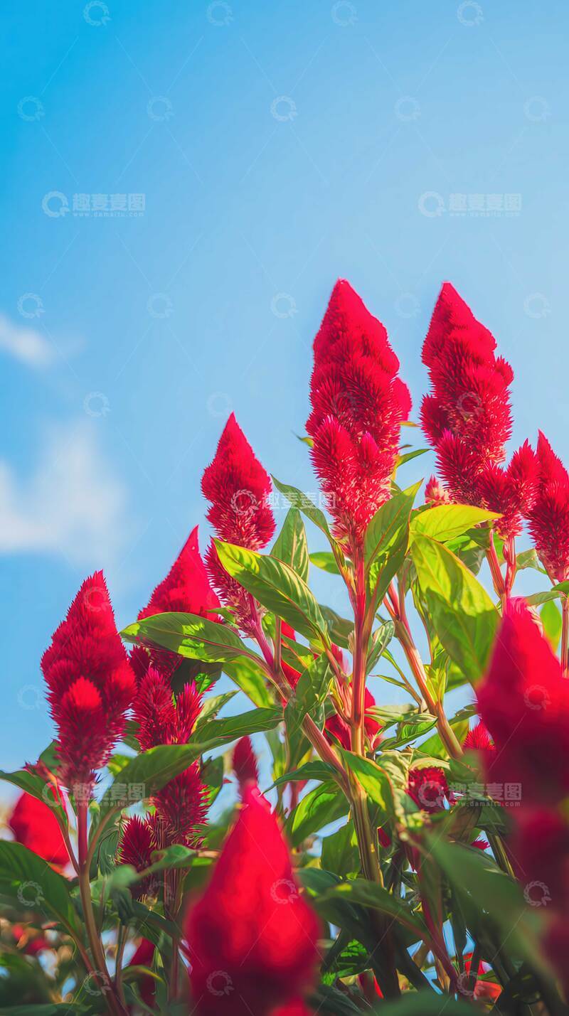 高清大图下载【趣麦麦图】鸡冠花  焰舞  绒锦  