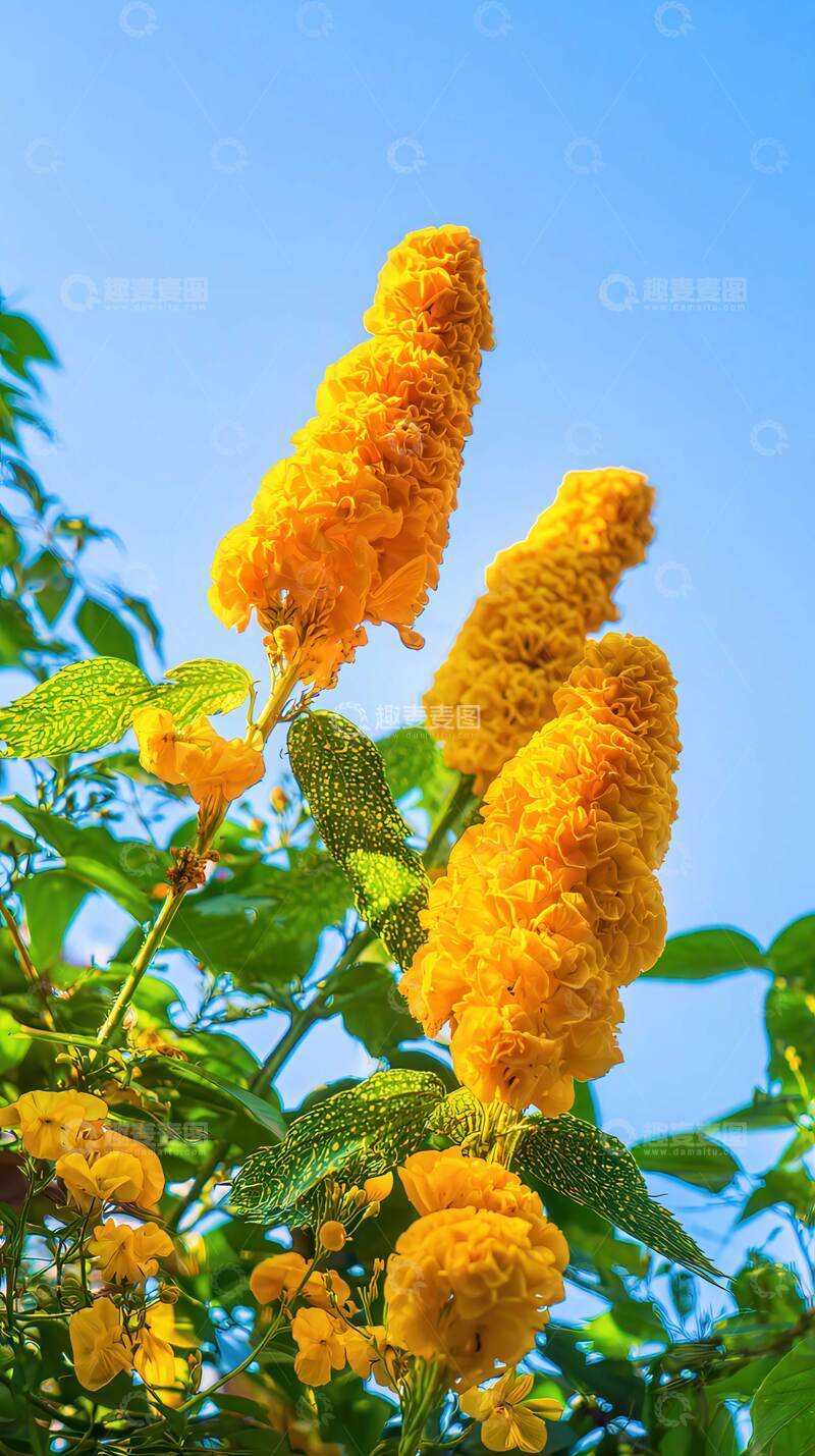 高清大图下载【趣麦麦图】花  焰翎  赤纱