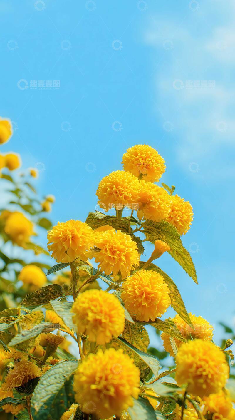 高清大图下载【趣麦麦图】花  锦旌  荣翎  